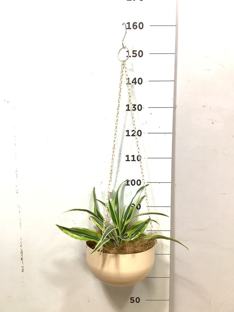 ドラセナ 4号 | 観葉植物の通販ならHitoHana（ひとはな）