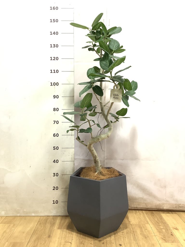 観葉植物 フィカス ベンガレンシス 8号 曲り ファイバークレイGray