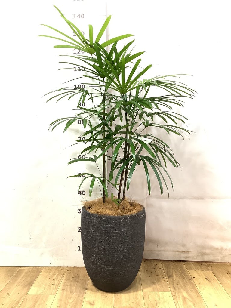 シュロチク（棕櫚竹） | 観葉植物の通販ならHitoHana（ひとはな）