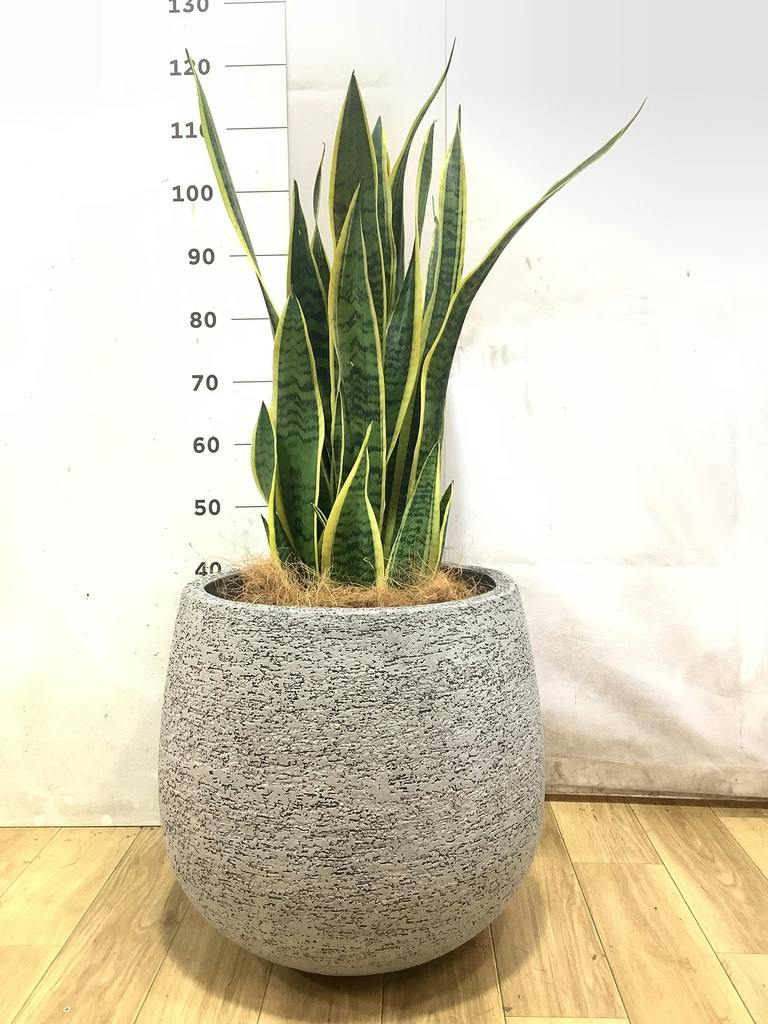 サンスベリア 10号 | 観葉植物 | インテリアやギフトに - Hitohana