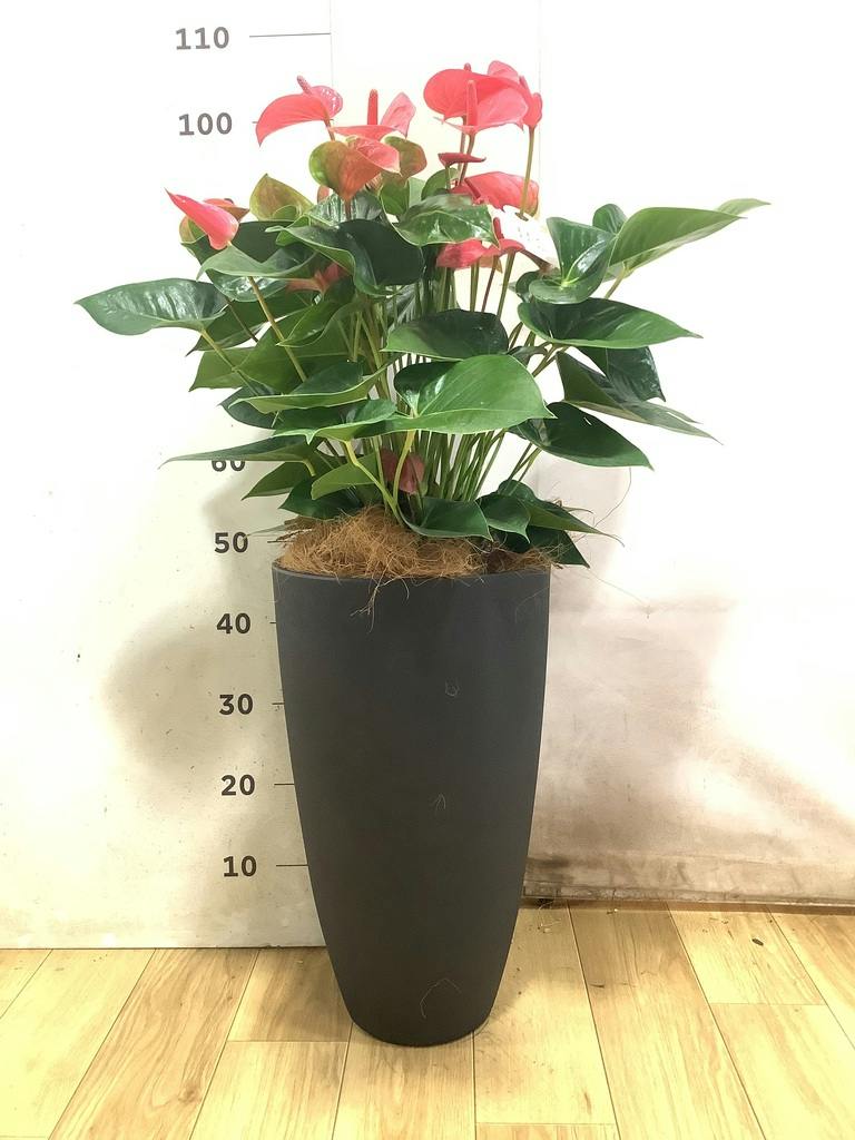 アンスリウム 8号 | 観葉植物 | 送料無料でお届け - Hitohana（ひとはな）