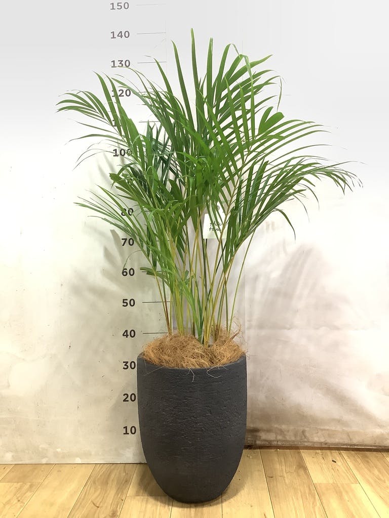 アレカヤシ | 観葉植物の通販ならHitoHana（ひとはな）