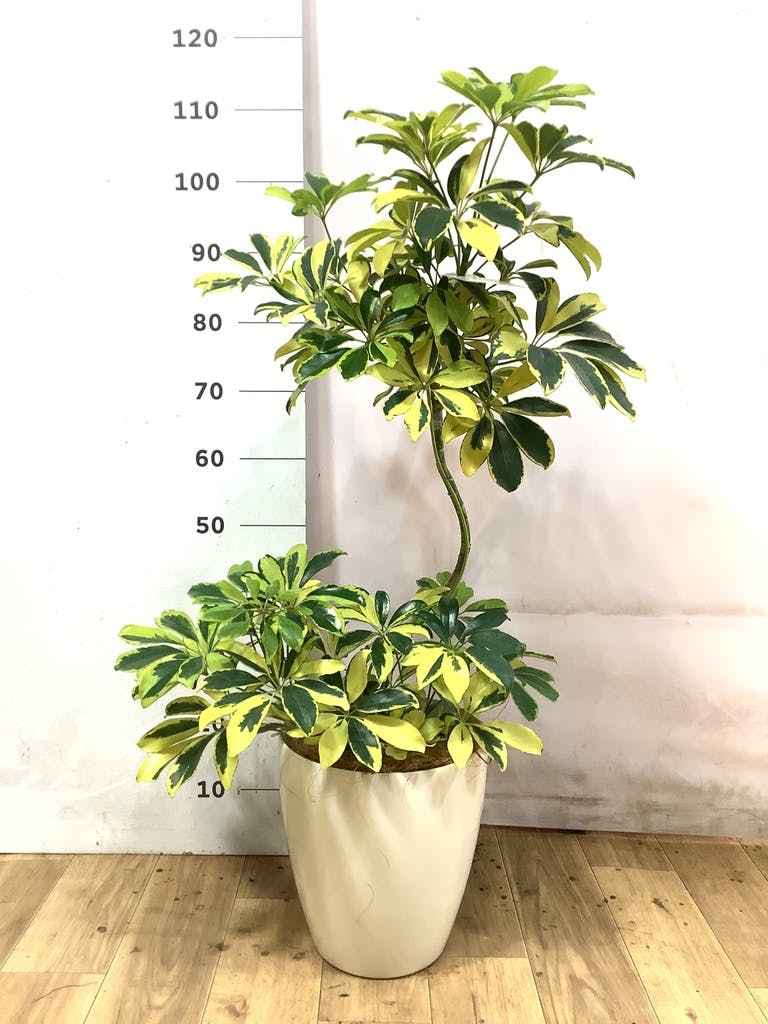 シェフレラ（カポック） 7号 | 観葉植物の通販ならHitoHana（ひとはな）
