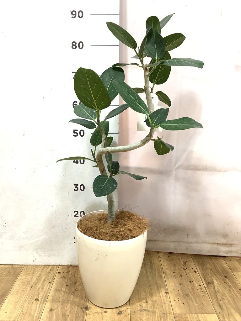 フィカス ベンガレンシス 6号 | 観葉植物通販 Hitohana（ひとはな）