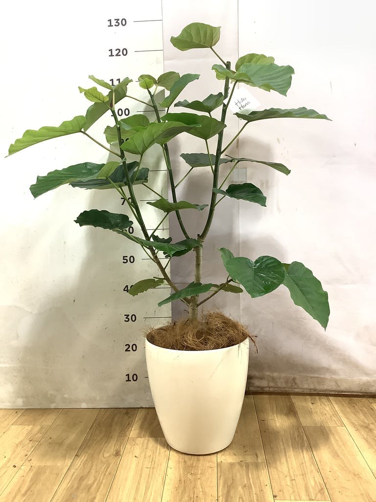 ウンベラータ 8号 | 観葉植物の通販ならHitoHana（ひとはな）