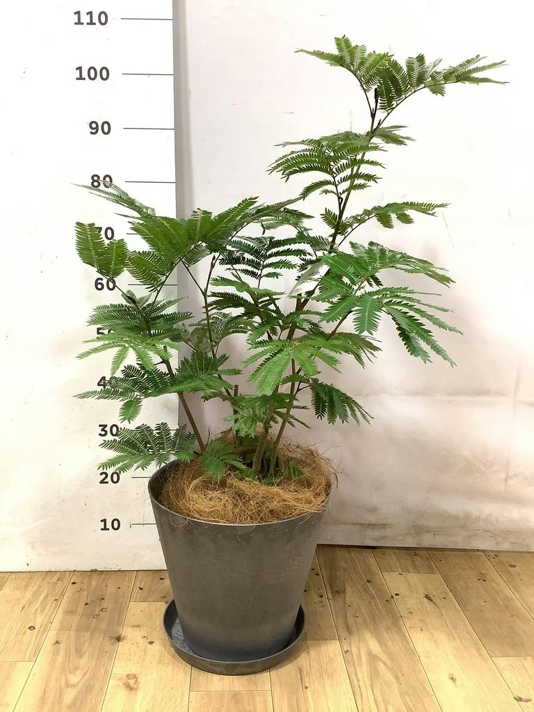 エバーフレッシュ 7号 | 観葉植物の通販ならHitoHana（ひとはな）