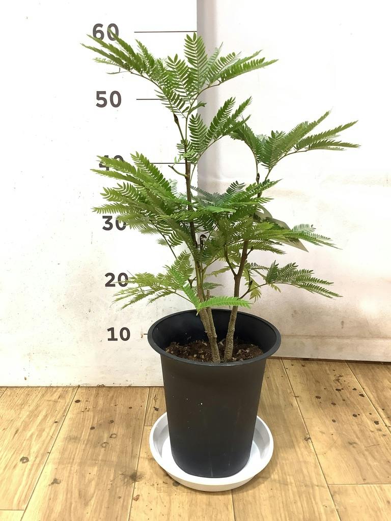 エバーフレッシュ 6号 | 観葉植物の通販ならHitoHana（ひとはな）
