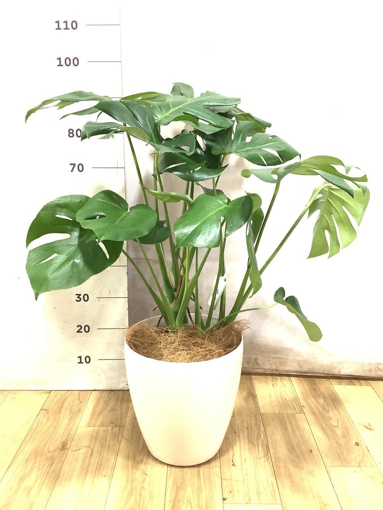 モンステラ 8号 | 観葉植物 | インテリアやギフトに - Hitohana（ひと