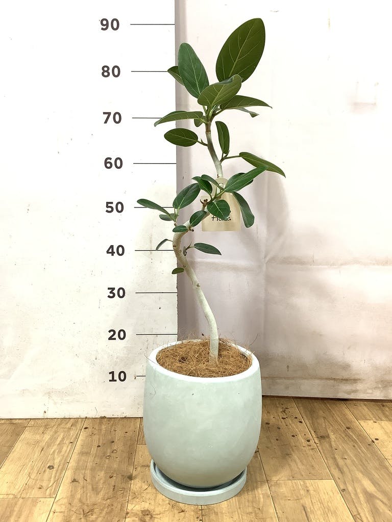 フィカス ベンガレンシス 5号 | 観葉植物通販 HitoHana（ひとはな）