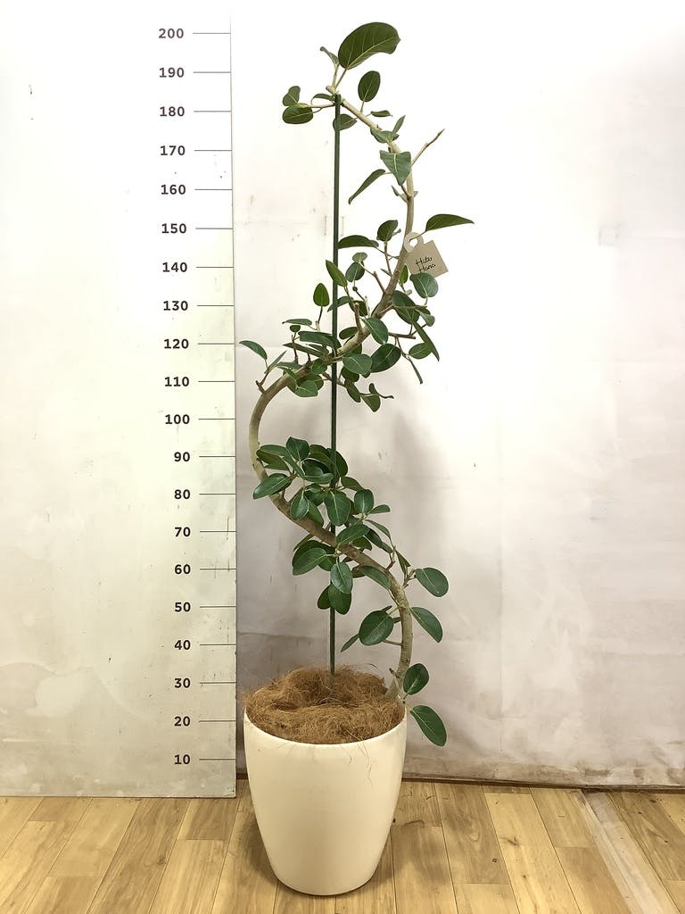 フィカス ベンガレンシス 10号 | 観葉植物通販 Hitohana（ひとはな）