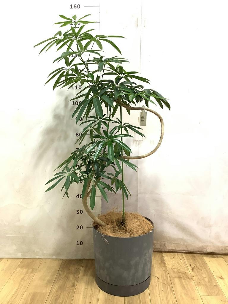 シェフレラ　アンガスティフォリア 観葉植物 高さ約180cm 細長い葉 観葉植物 シェフレラ アンガスティフォリア 観葉植物 高さ約180cm 細長い葉