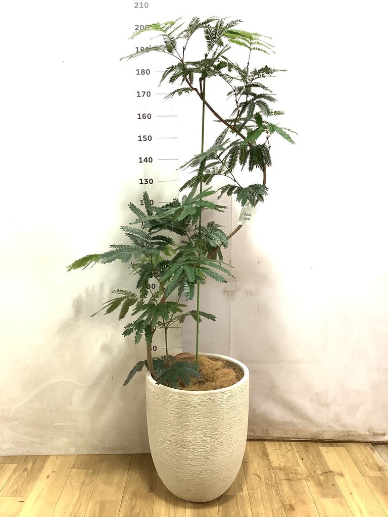 エバーフレッシュ 大型 | 観葉植物通販HitoHana(ひとはな)