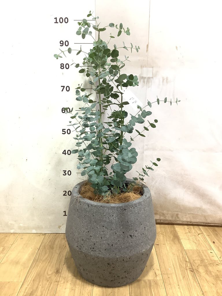 ユーカリ グニー | 観葉植物 | インテリアやギフトに - Hitohana（ひと