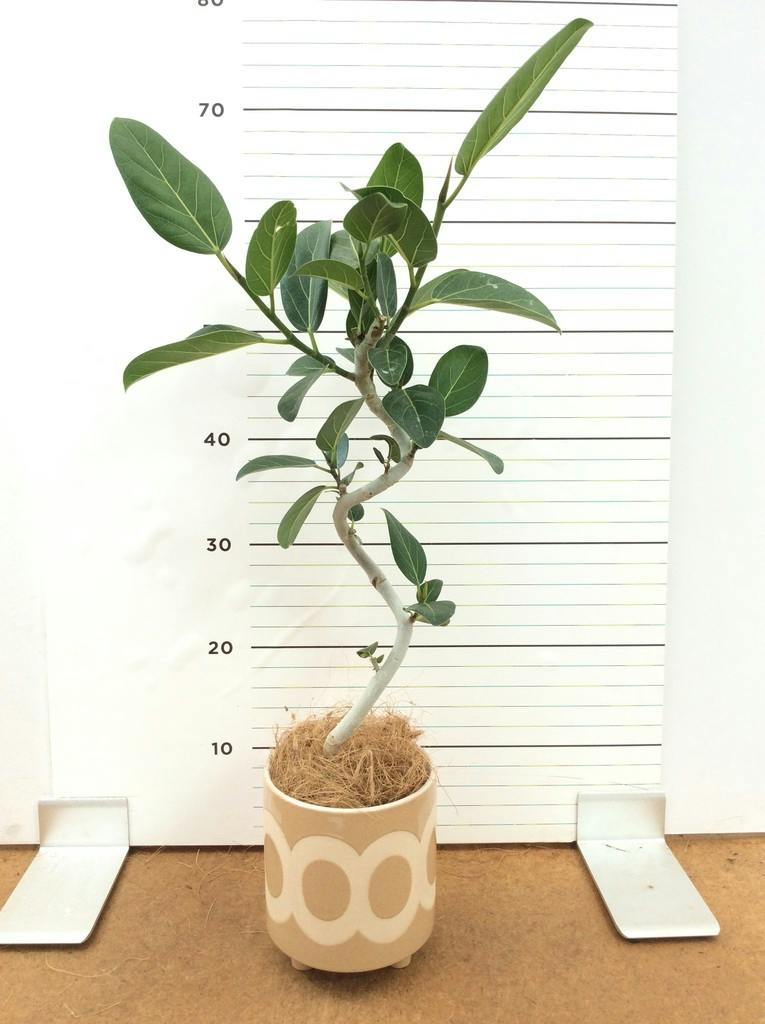 観葉植物 フィカス ベンガレンシス 4号 曲り インナ 15 G 付き | 観葉