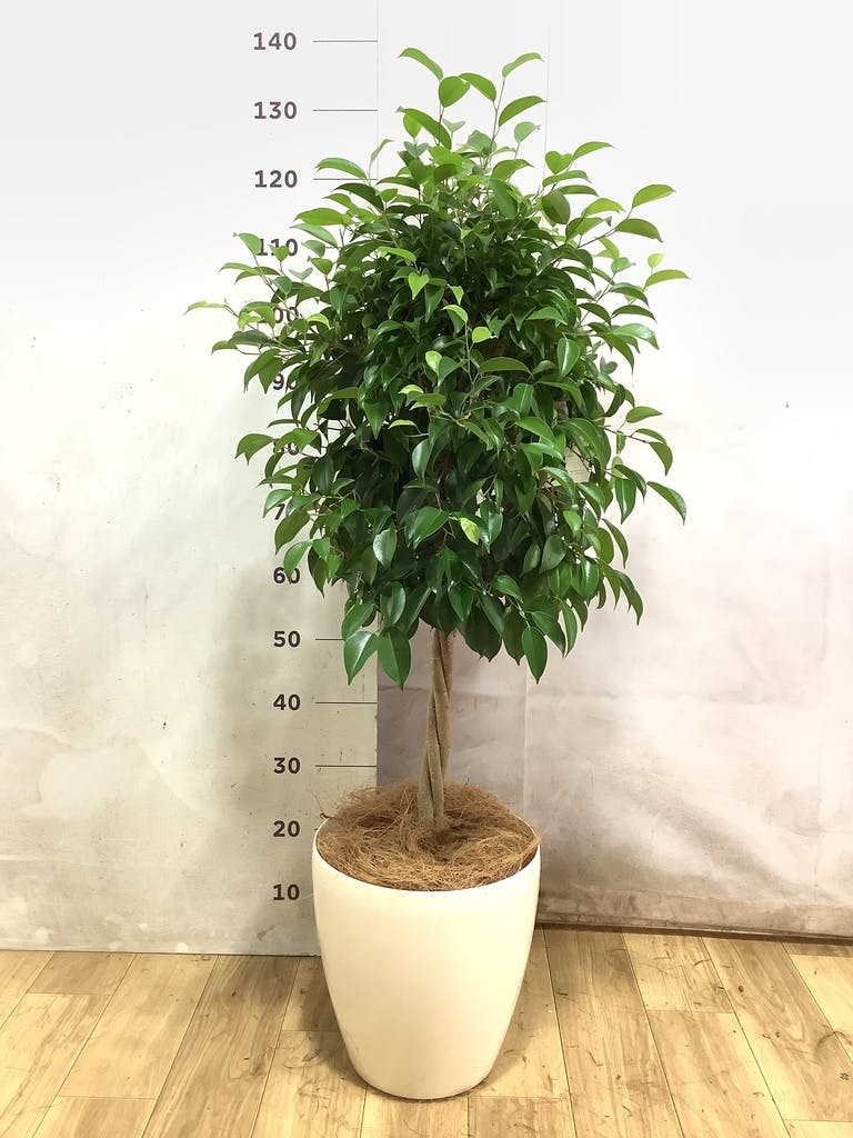 フィカス ベンジャミン 8号 | 観葉植物 | インテリアやギフトに