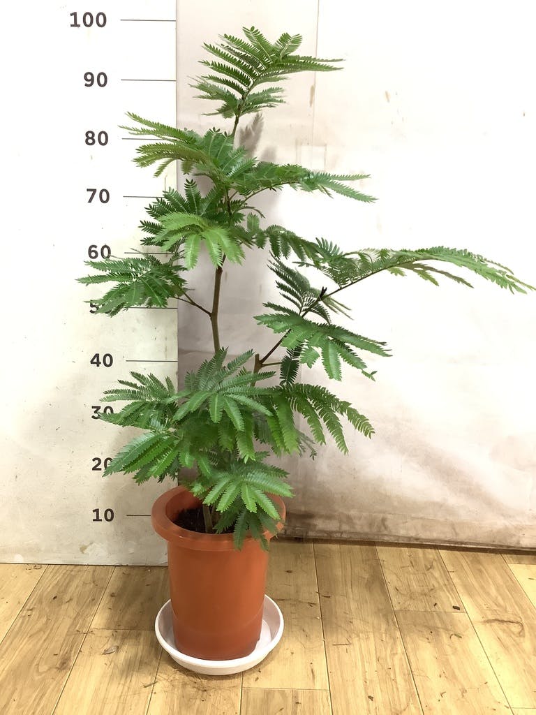エバーフレッシュ 7号 | 観葉植物の通販ならHitoHana（ひとはな）