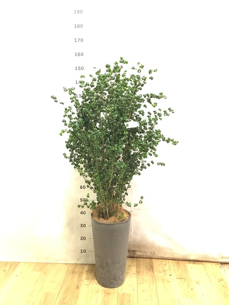 フィカス ベンジャミン 8号 | 観葉植物 | インテリアやギフトに