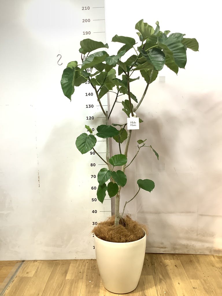 フィカス ウンベラータ 5号 | 観葉植物通販 HitoHana（ひとはな）