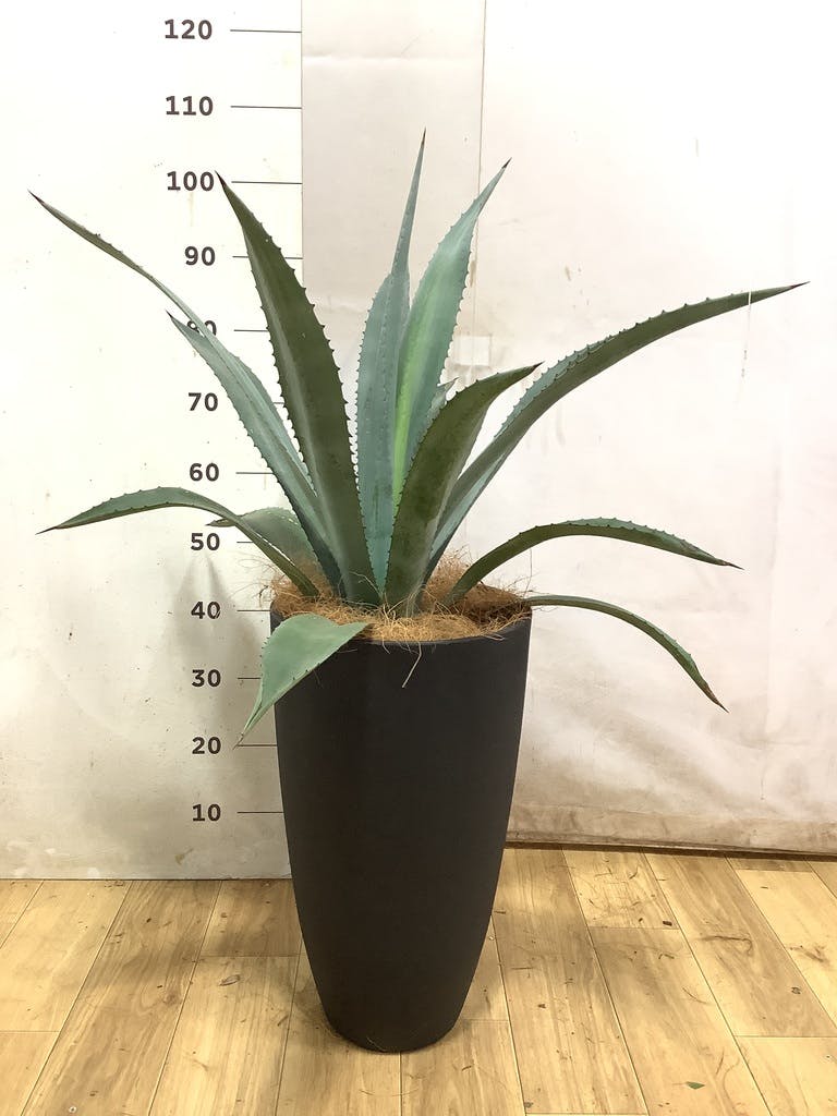 観葉植物 アガベ 8号 アメリカーナ ミロスロング グレー 付き | 観葉