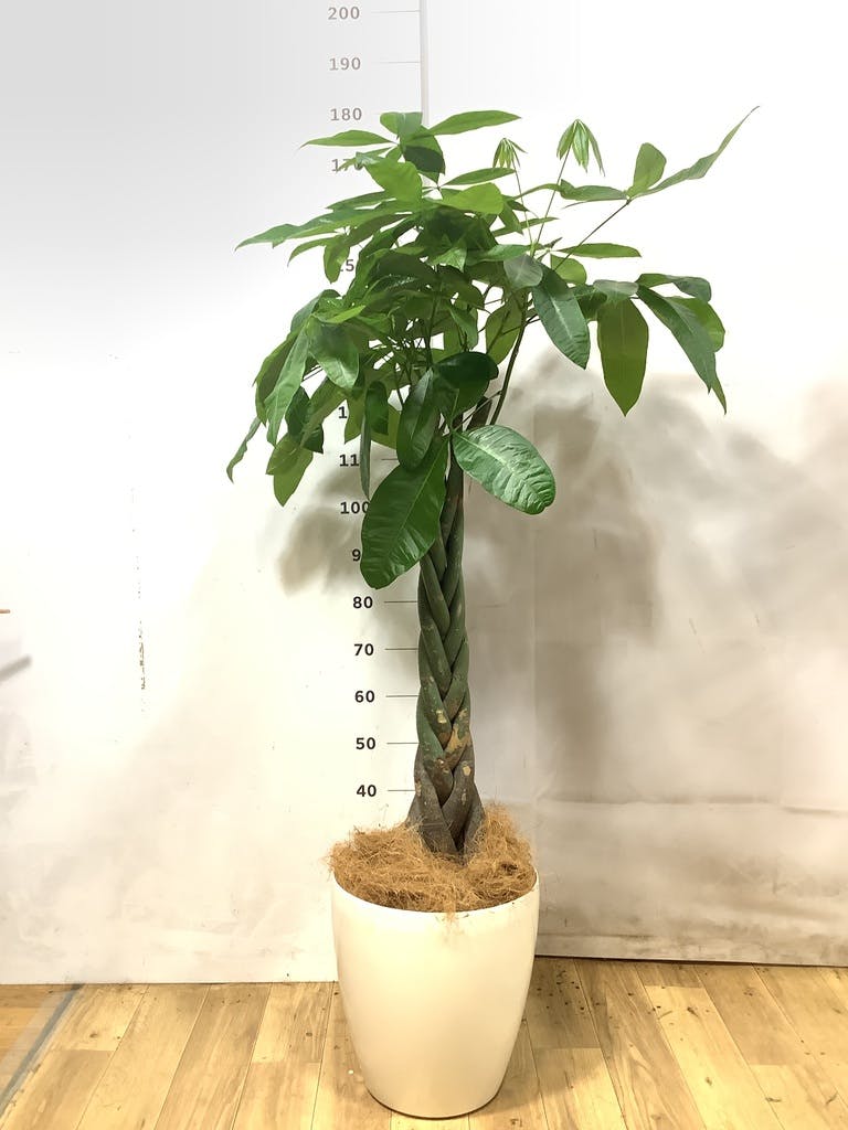 観葉植物 パキラ 10号 ねじり ラスターポット 付き | 観葉植物なら