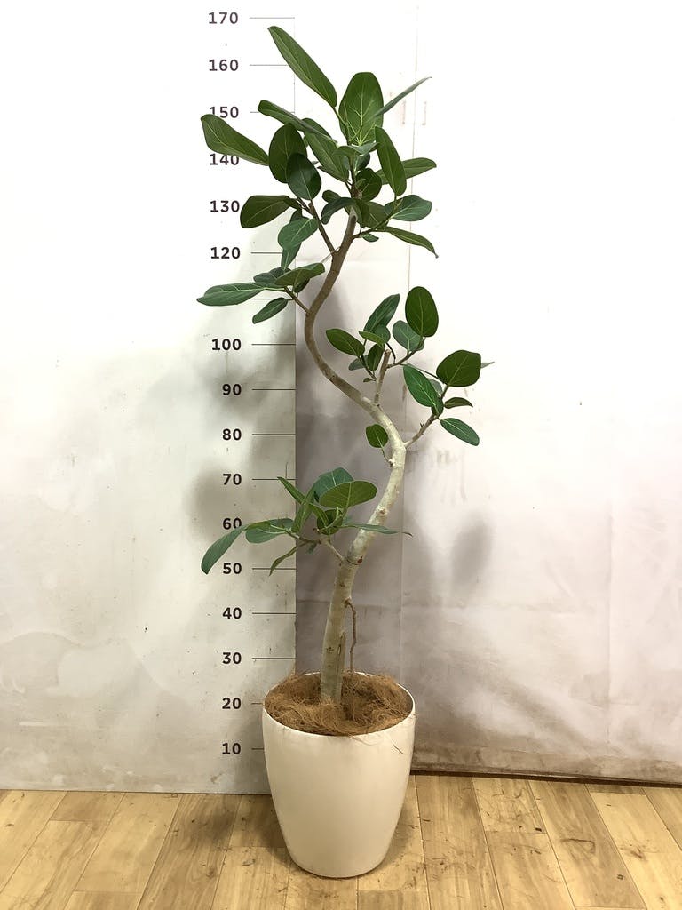 フィカス ベンガレンシス 8号 | 観葉植物通販 Hitohana（ひとはな）