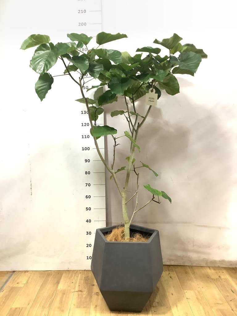観葉植物 フィカス ウンベラータ 【200cm】 10号 #72131 ※1都3県配送