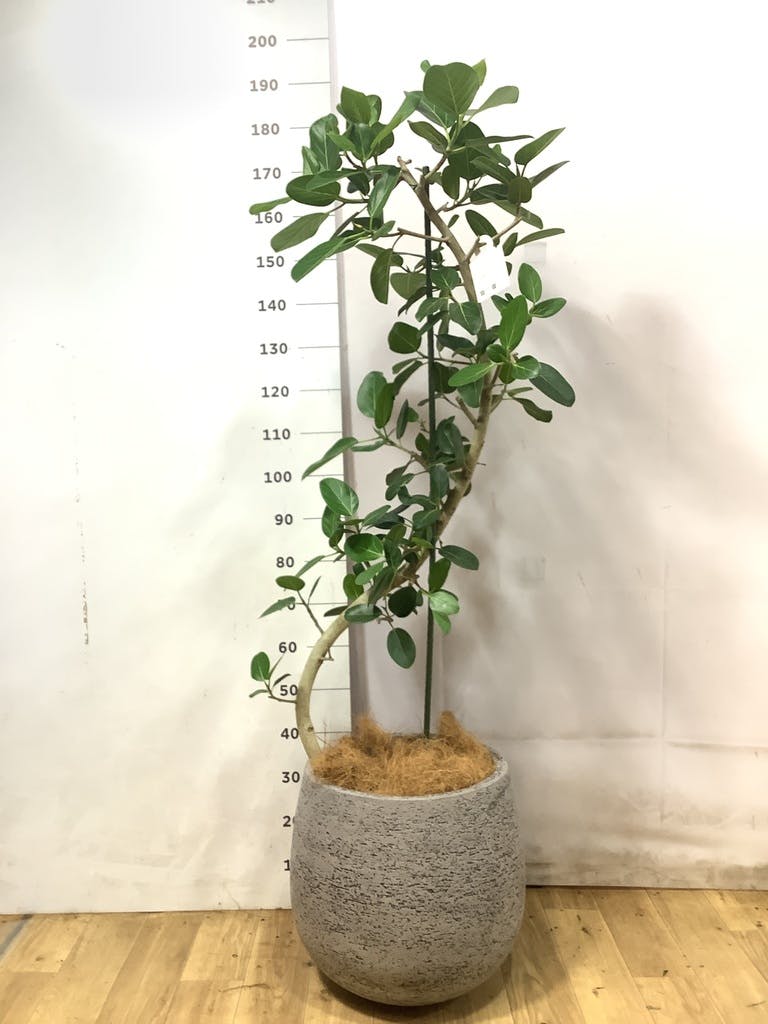 フィカス ベンガレンシス 10号 | 観葉植物通販 Hitohana（ひとはな）