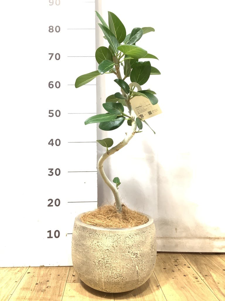 フィカス ベンガレンシス 5号 | 観葉植物通販 HitoHana（ひとはな）