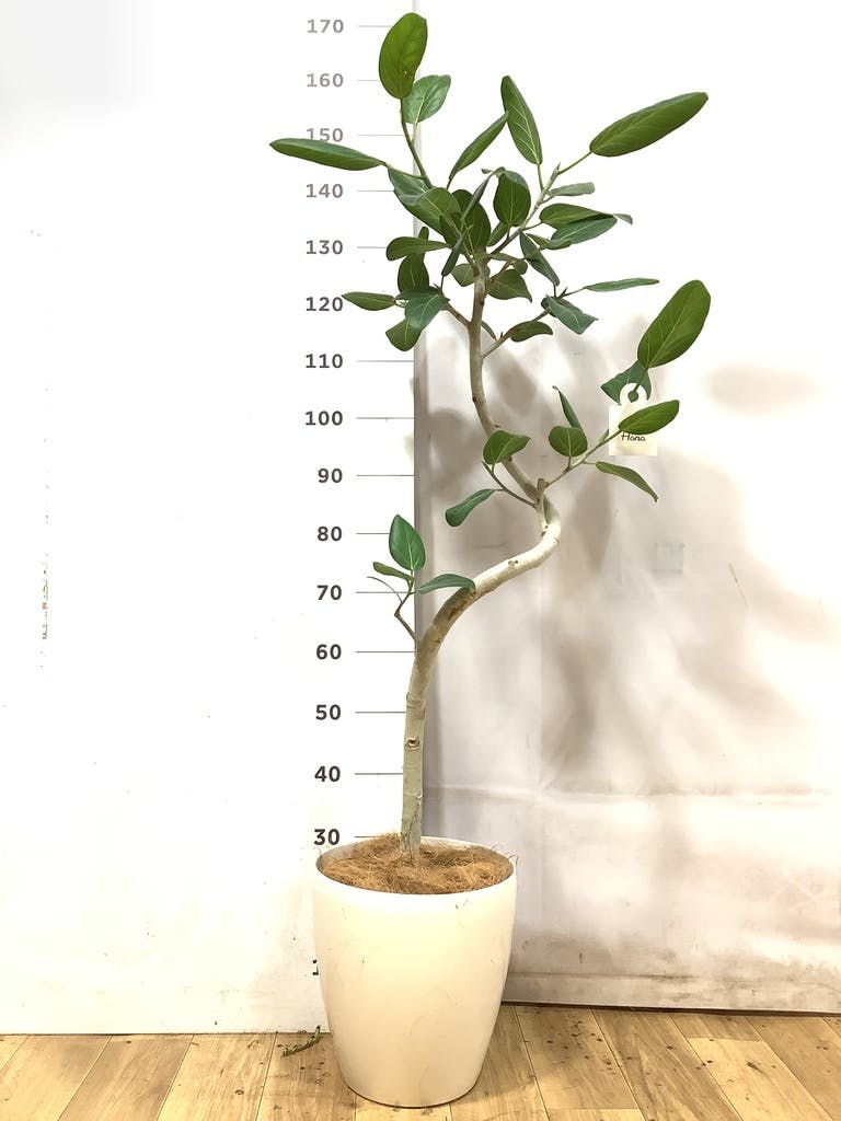 観葉植物 フィカス ベンガレンシス 8号 曲り ライム ドゥオ ユーポット