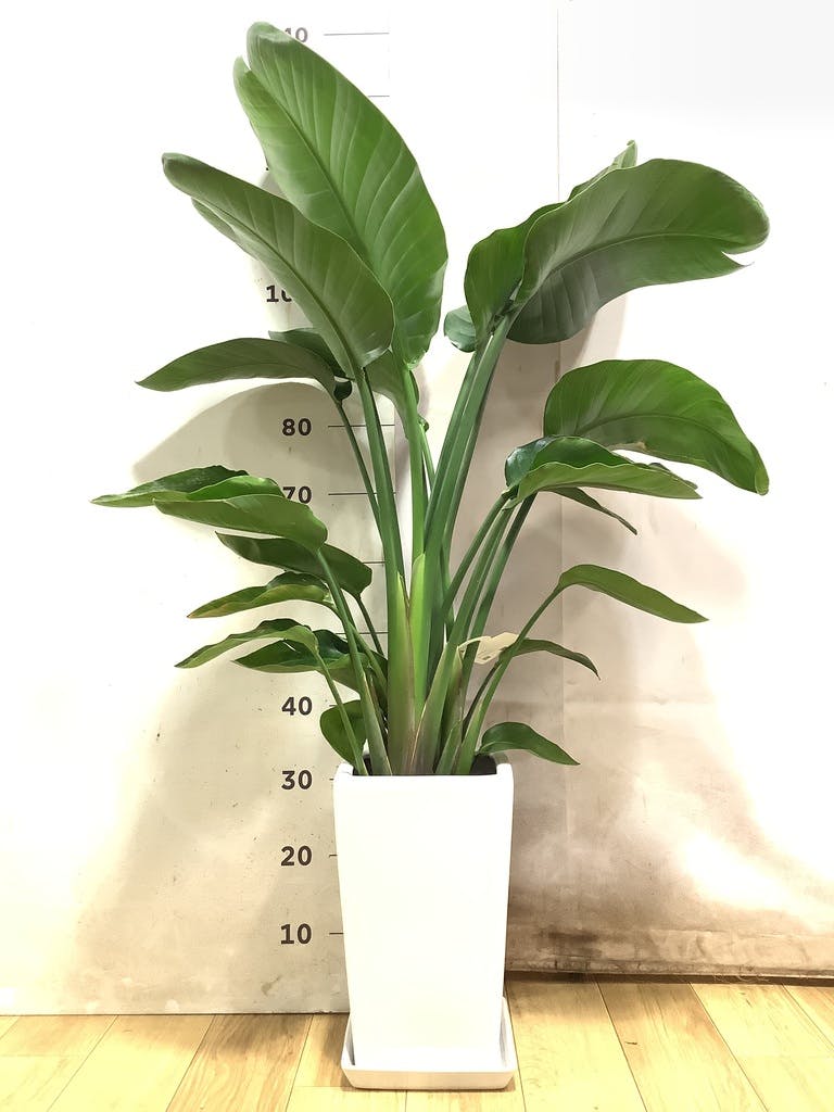オーガスタ | 観葉植物の通販ならHitoHana（ひとはな）