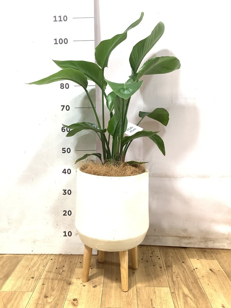 オーガスタ | 観葉植物の通販ならHitoHana（ひとはな）