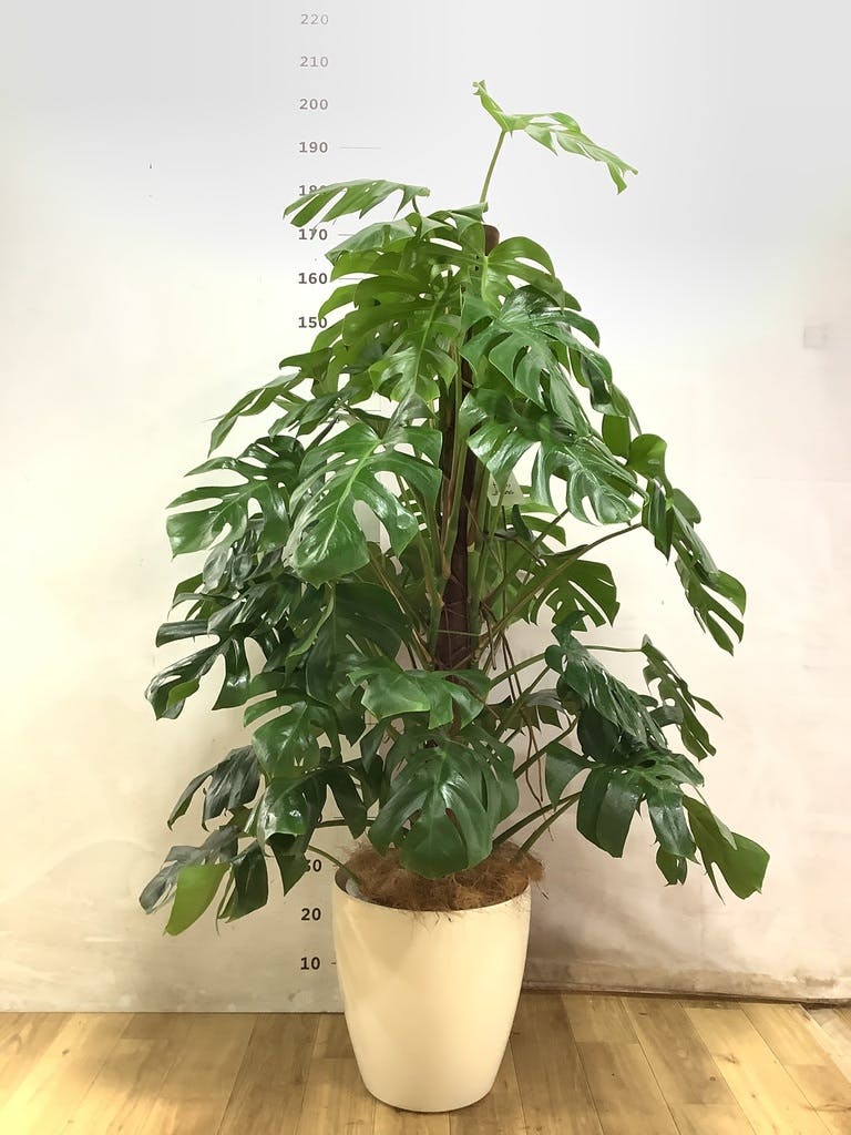 モンステラ 10号 | 観葉植物 | インテリアやギフトに - Hitohana（ひと