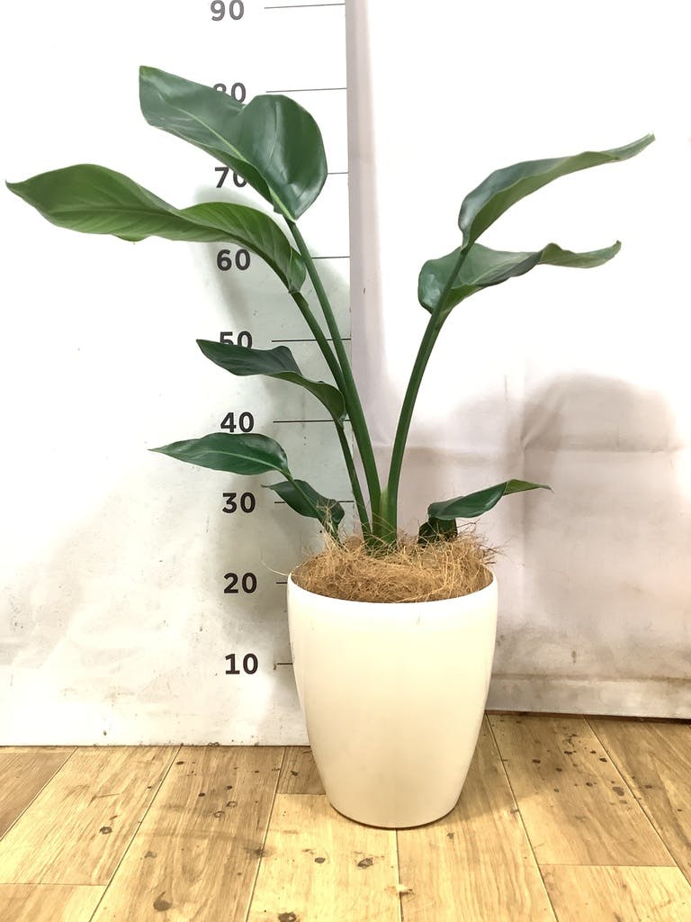 オーガスタ | 観葉植物の通販ならHitoHana（ひとはな）