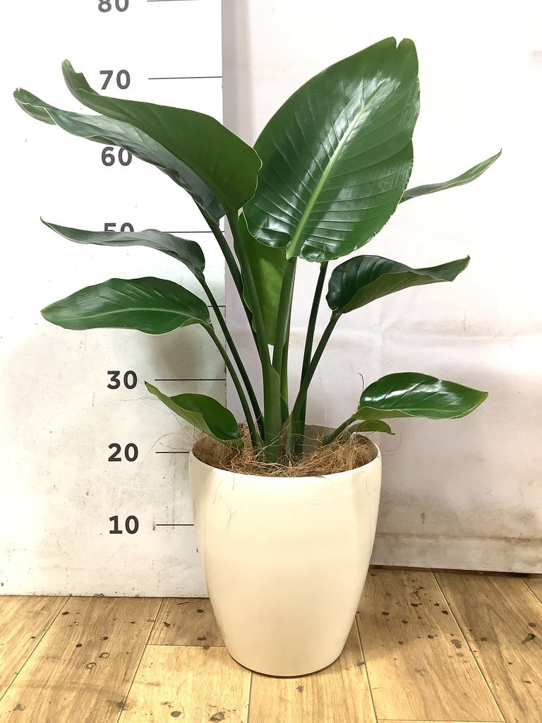 オーガスタ 6号 | 観葉植物の通販ならHitoHana