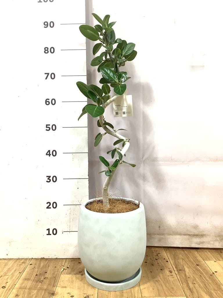 フィカス ベンガレンシス 5号 | 観葉植物通販 HitoHana（ひとはな）