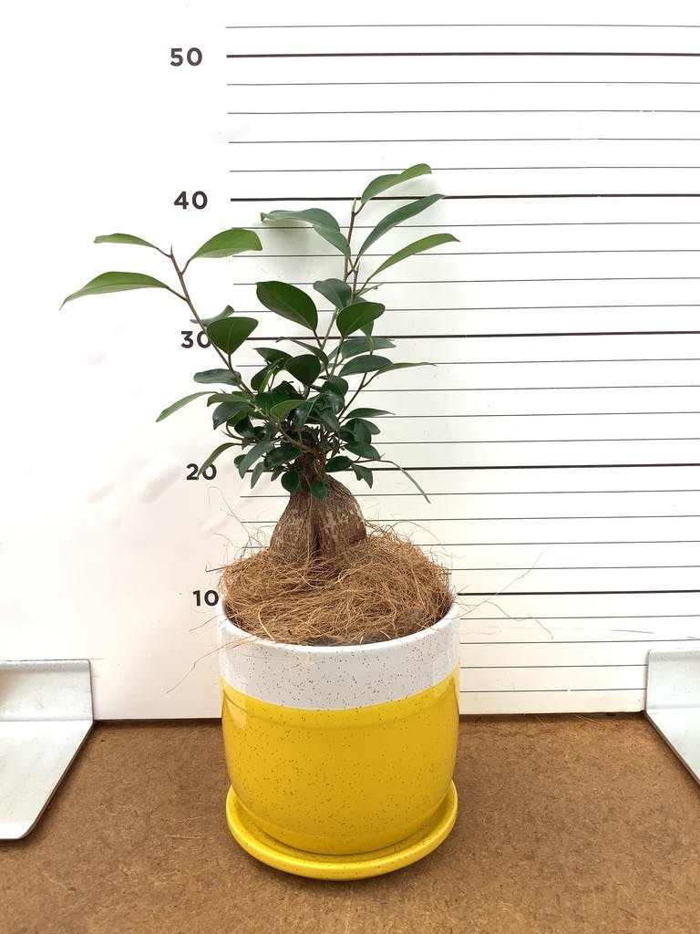 ガジュマル 4号 | 観葉植物の通販ならHitoHana（ひとはな）