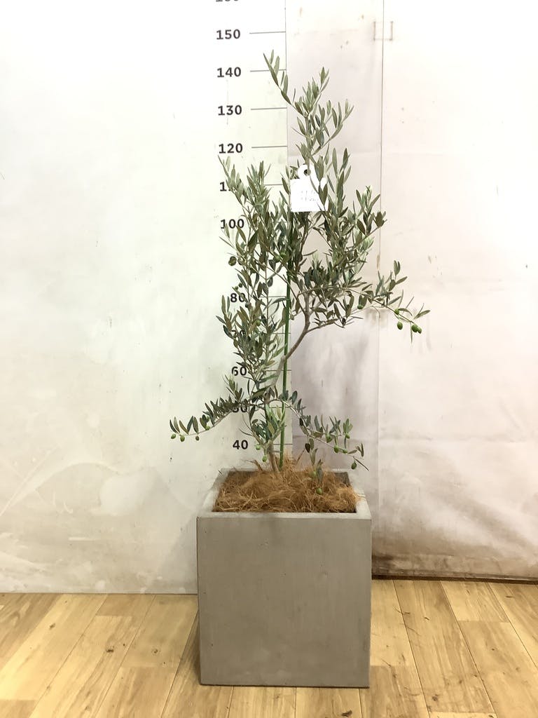 観葉植物 オリーブの木 8号 カヨンヌ ベータ キューブプランター