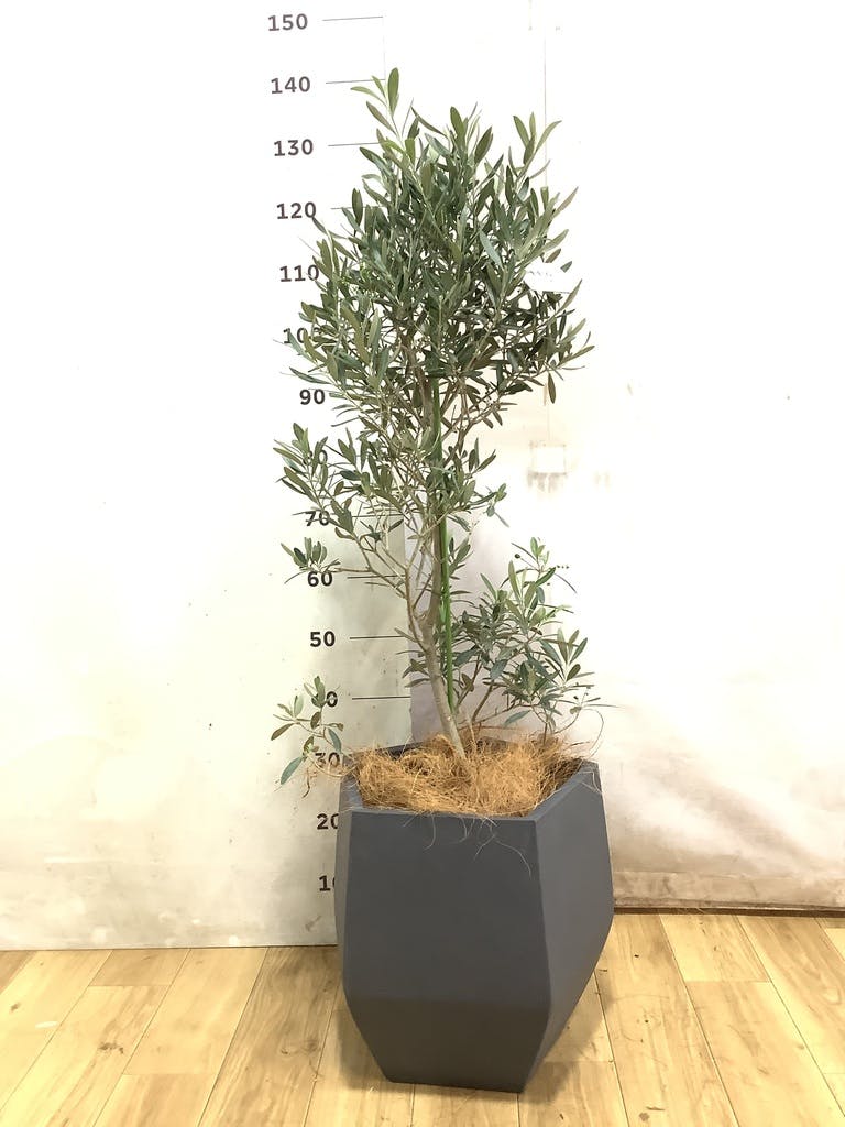 観葉植物 オリーブの木 8号 チプレッシーノ フォレストトール ブラック