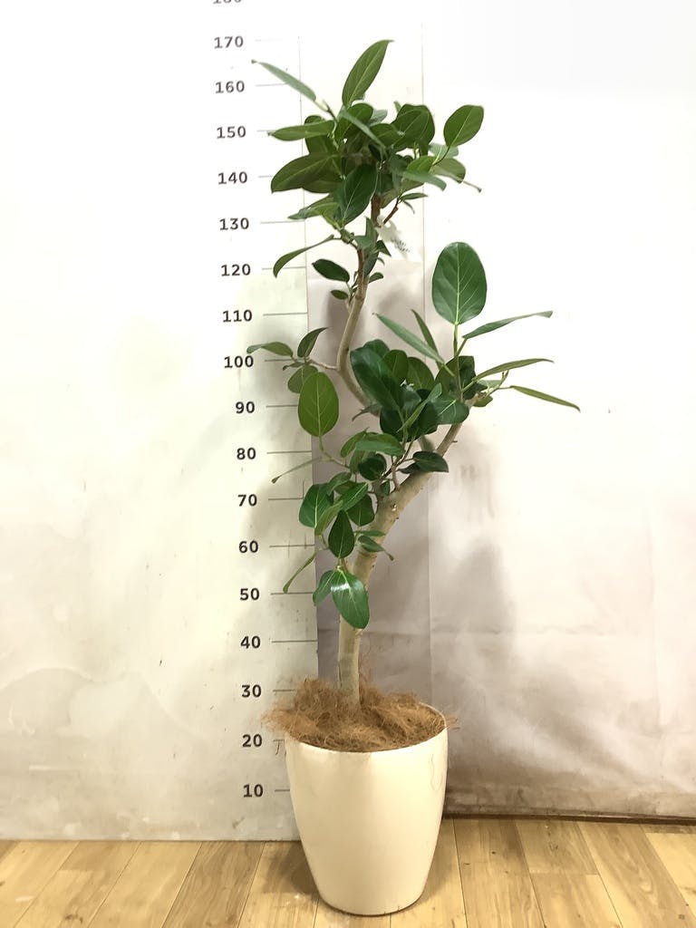 フィカス ベンガレンシス 曲がり | 観葉植物の通販ならHitoHana