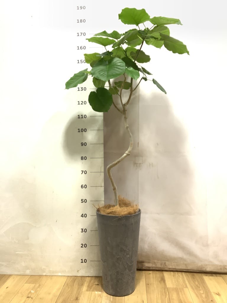 ウンベラータ 8号 | 観葉植物の通販ならHitoHana（ひとはな）