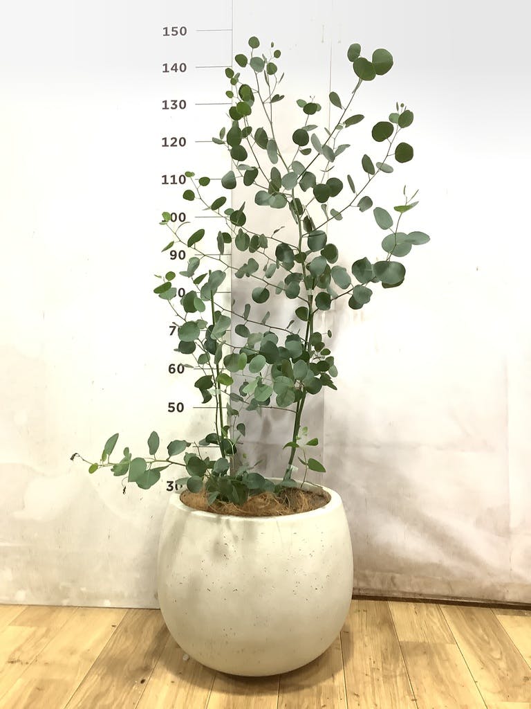ユーカリ ポポラス（ポリアンセモス） | 観葉植物通販HitoHana