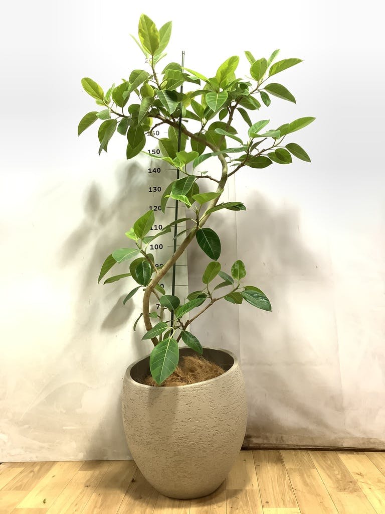 フィカス アルテシーマ 10号 | 観葉植物 | インテリアやギフトに