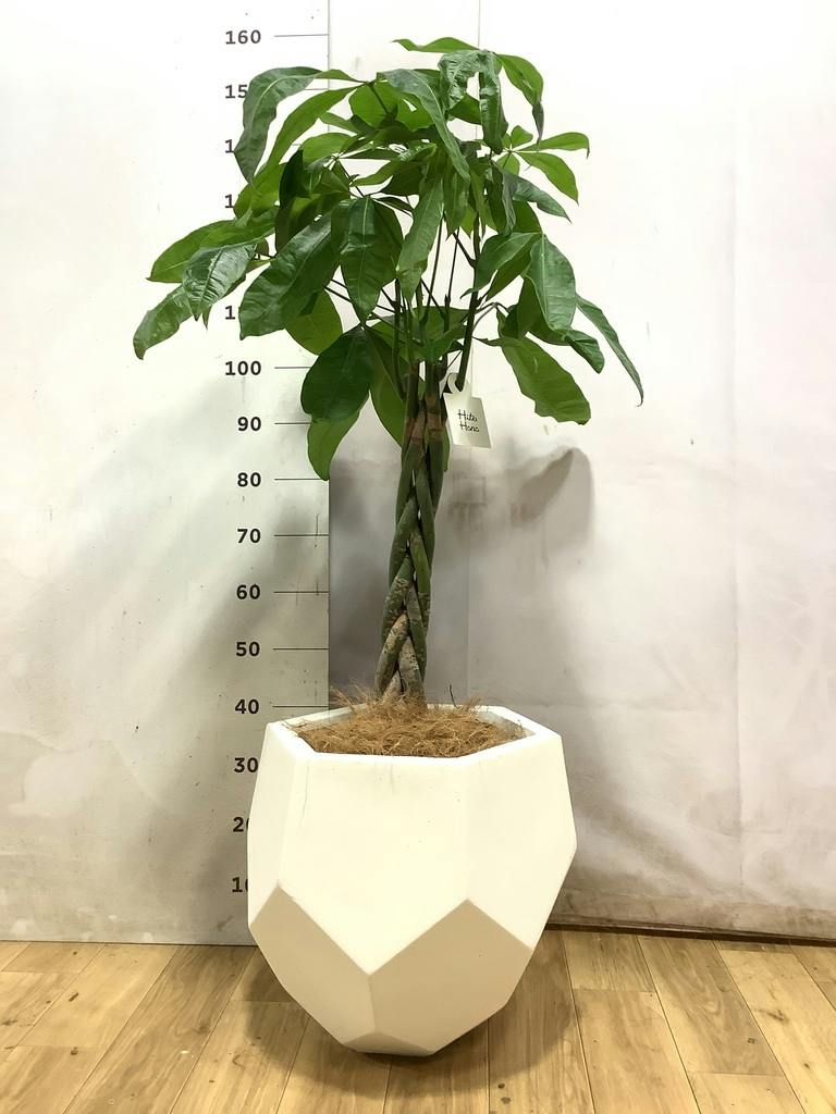 観葉植物 パキラ 8号 ねじり ポリゴヘクサ 白 付き | 観葉植物なら