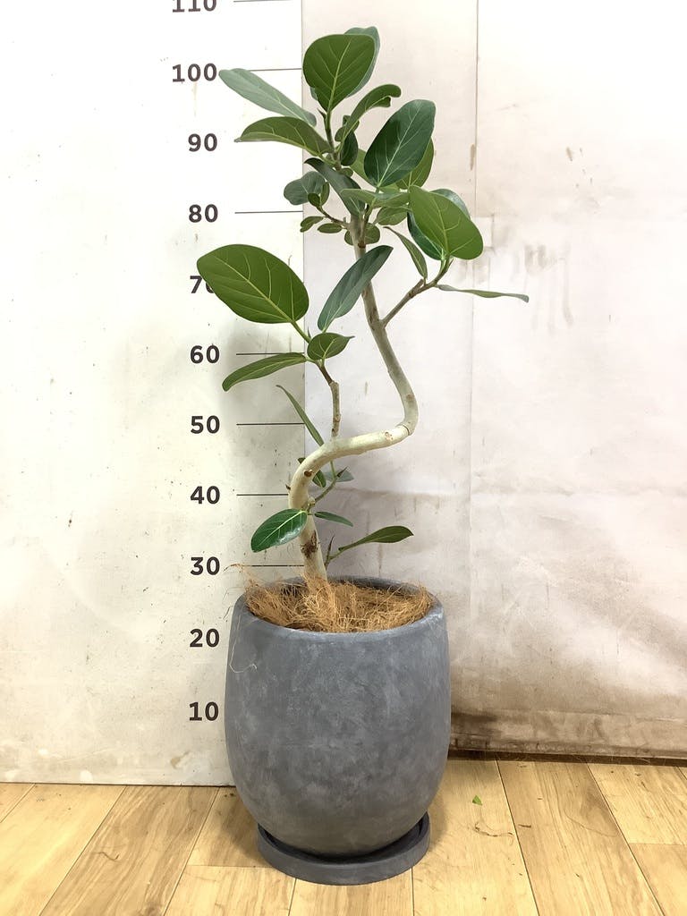 フィカス ベンガレンシス 曲がり | 観葉植物の通販ならHitoHana