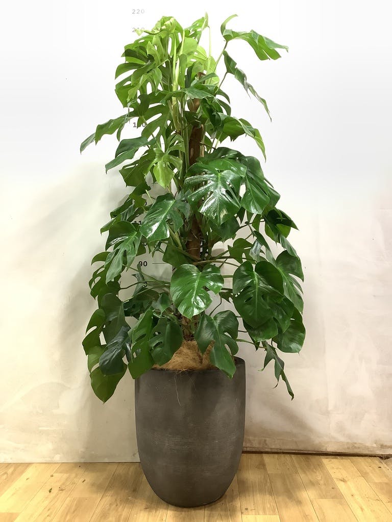 モンステラ 1点もの | 観葉植物 | 送料無料でお届け - Hitohana（ひと