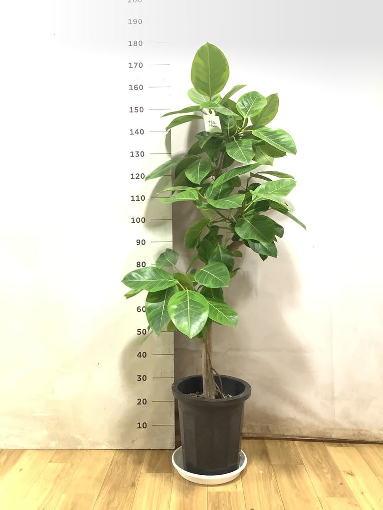 フィカス アルテシーマ 10号 | 観葉植物 | インテリアやギフトに