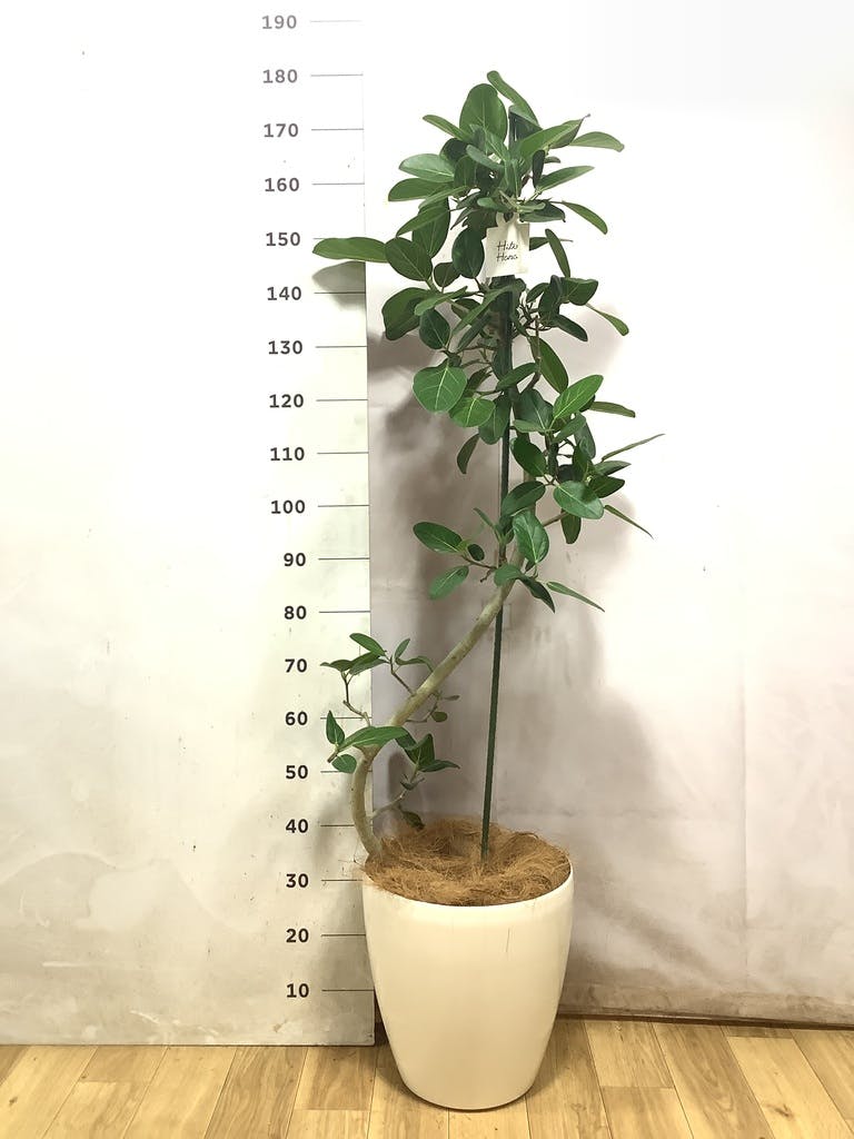 フィカス ベンガレンシス 曲がり | 観葉植物の通販ならHitoHana