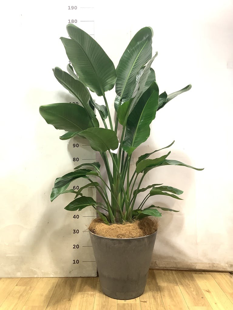 オーガスタ 10号 | 観葉植物の通販ならHitoHana