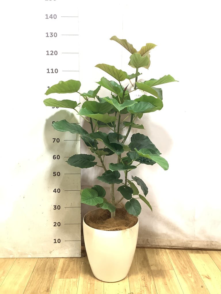 ウンベラータ 大型 | 観葉植物通販HitoHana(ひとはな)