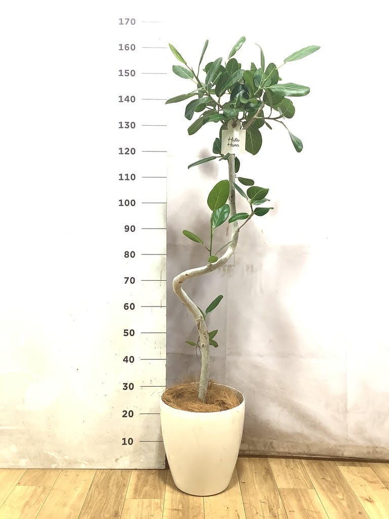 フィカス ベンガレンシス 曲がり | 観葉植物の通販ならHitoHana